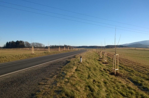 Na Frýdlantsku budou krásnější aleje, kraj na ošetření stromů získal dotaci